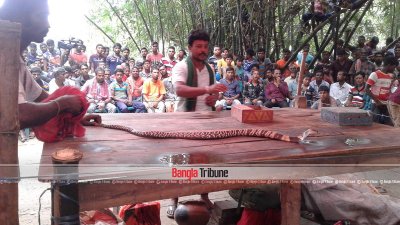 সাপখেলা দেখাচ্ছেন সাপুড়ে