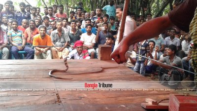 সাপের খেলা দেখানো হচ্ছে