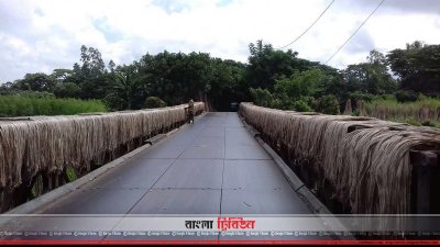 শুকানো হচ্ছে পাট  