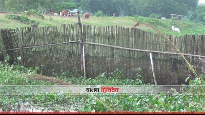 খালে বেড়া দিয়ে মাছ চাষ করা হচ্ছে
