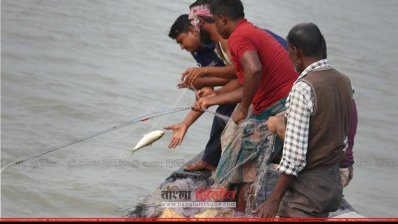 ইলিশের মৌসুমে নদীদের ইলিশ ধরছেন জেলেরা