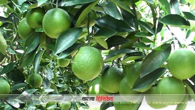 মাল্টায় বেশি লাভ, বাড়ছে চাষ