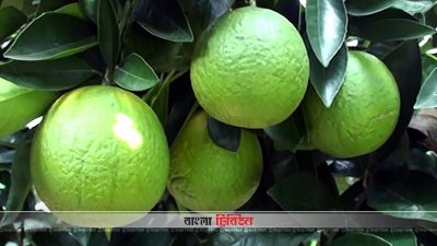 মাল্টায় বেশি লাভ, বাড়ছে চাষ