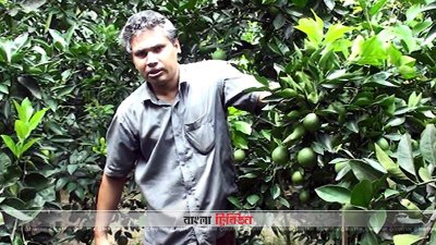 মাল্টায় বেশি লাভ, বাড়ছে চাষ