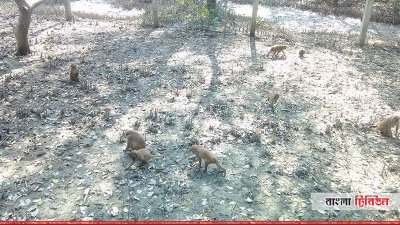 কলাগাছিয়ায় বানর দল