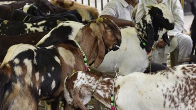 ত্রিপুরার মন্দিরে পশু বলির ওপর নিষেধাজ্ঞা আদালতের