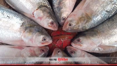 বরগুনায় ইলিশ উৎসব ২ অক্টোবর