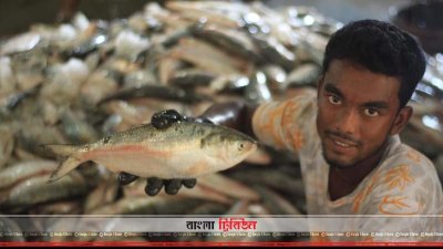 বরগুনায় ইলিশ উৎসব ২ অক্টোবর