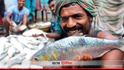 বরগুনায় ইলিশ উৎসব ২ অক্টোবর