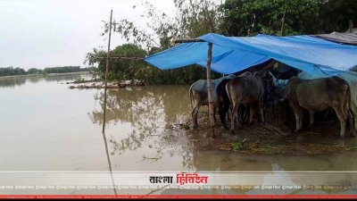 চাঁপাইনবাবগঞ্জে নিম্নাঞ্চল প্লাবিত