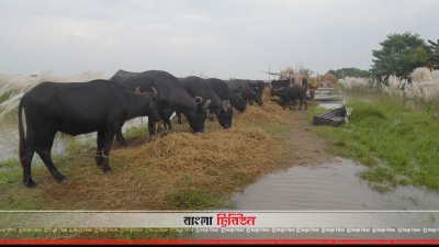 রাজশাহীতে বন্যা