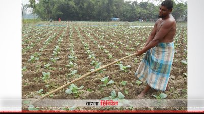 কপিক্ষেত পরিচর্যায় ব্যস্ত কৃষক