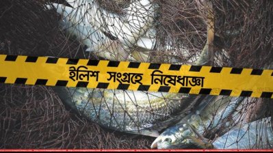 নিষেধাজ্ঞার সময় ভারতীয় জেলেদের ইলিশ শিকার, ক্ষুব্ধ রাজশাহীর মৎস্যজীবীরা