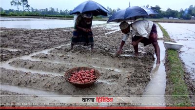 তলিয় যাওয়ায় লাগানোর পর ক্ষেত থেকে আলু তুলে নেওয়া হচ্ছে