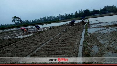 পানি জমায় ক্ষেত থেকে আলু বীজ তুলে নেওয়া হচ্ছে