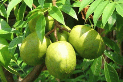 আমড়া