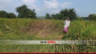 ক্ষতিগ্রস্ত ধান ক্ষেত দেখে হতাশ হতাশ কৃষক