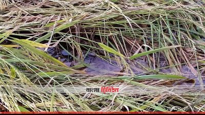 টানা বর্ষণে ও পোকার আক্রমণে ক্ষতিগ্রস্ত ধান ক্ষেত