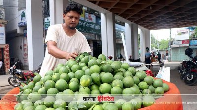 দেশি মাল্টা চাষে সফল রাজশাহীর কৃষক
