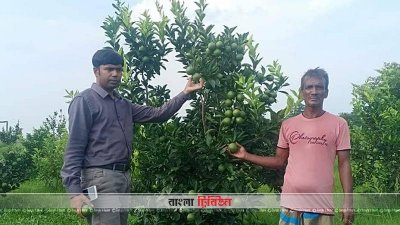 দেশি মাল্টা চাষে সফল রাজশাহীর কৃষক