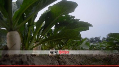 শীতকালীন সবজি চাষ