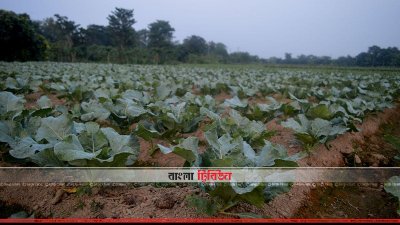 গোমতীর চরে সবজি চাষ
