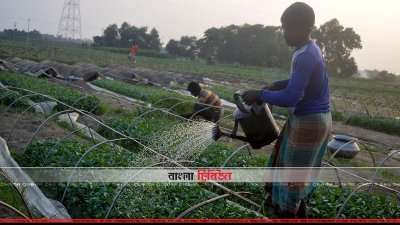 বীজতলা ও চারা তৈরি করছেন কৃষকরা