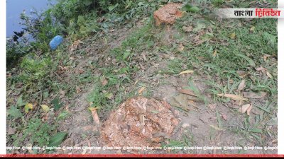 কেটে ফেলা গাছের গোড়া