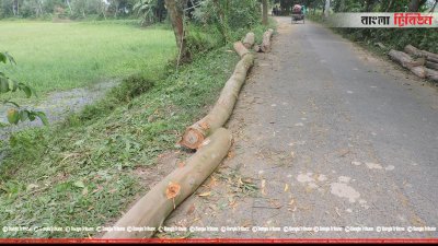 কেটে রাখা গাছ
