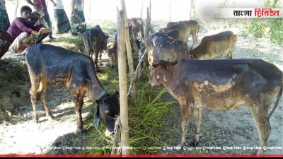 আগুনে পোড়া আহত গরু