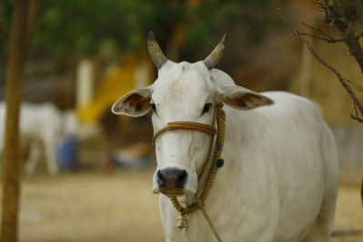 দেশি গরুর দুধে সোনা থাকে: দাবি বিজেপি নেতার