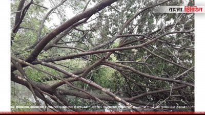 ঘূর্ণিঝড়ে ভেঙে পড়েছে গাছপালা