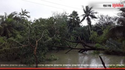 ঝড়ে উপড়ে গেছে গাছ