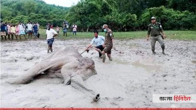 কাদায় আটকে যাওয়া হাতি