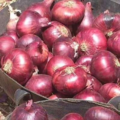 মিসরীয় পেঁয়াজ (ইন্টারনেট থেকে)
