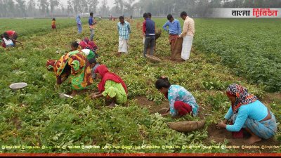 জমি থেকে ওঠানো হচ্ছে আগাম জাতের আলু 