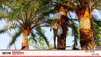 খেজুরর গাছ ঝোড়ার কাজ করছেন একজন গাছি