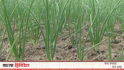 লোকসানের কারণে পেঁয়াজ চাষে উৎসাহ হারাচ্ছেন কৃষক