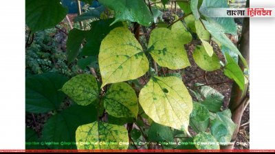 মোজাইকে আক্রান্ত শিম গাছ