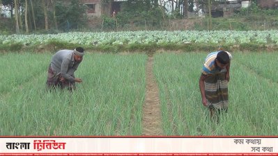 লোকসানের কারণে পেঁয়াজ চাষে উৎসাহ হারাচ্ছেন কৃষক