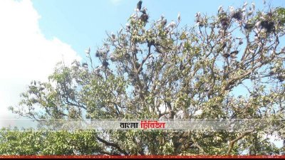 খোর্দ্দ বাউসা গ্রামের আমবাগানে থাকা পাখির অভয়াশ্রম  