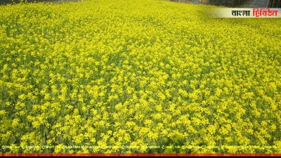 সরিষা ক্ষেত