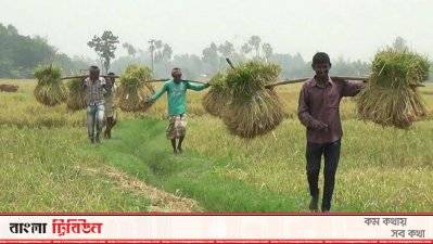 ধানের ফলন ও দাম কম হওয়ায় লোকসানের শঙ্কায় কৃষক