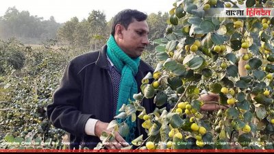 বরই বাগানে সিদ্দিক