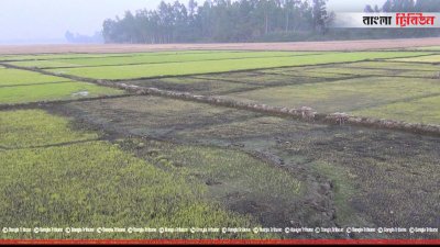 ক্ষতিগ্রস্ত বীজতলা