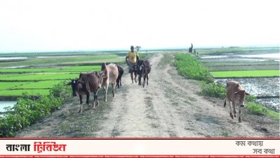 সুনামগঞ্জের হাওরের ফসলরক্ষা বাঁধ