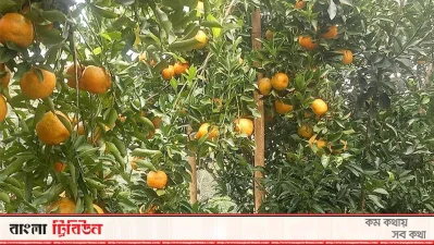 রাঙামাটির পাহাড়ে কমলার চাষ বাড়ছে