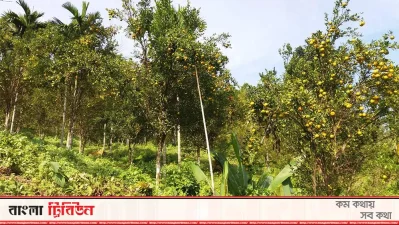 রাঙামাটির পাহাড়ে কমলার চাষ বাড়ছে