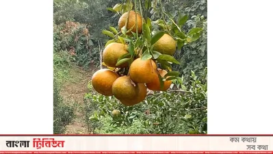 রাঙামাটির পাহাড়ে কমলার চাষ বাড়ছে