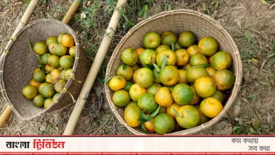 রাঙামাটির পাহাড়ে কমলার চাষ